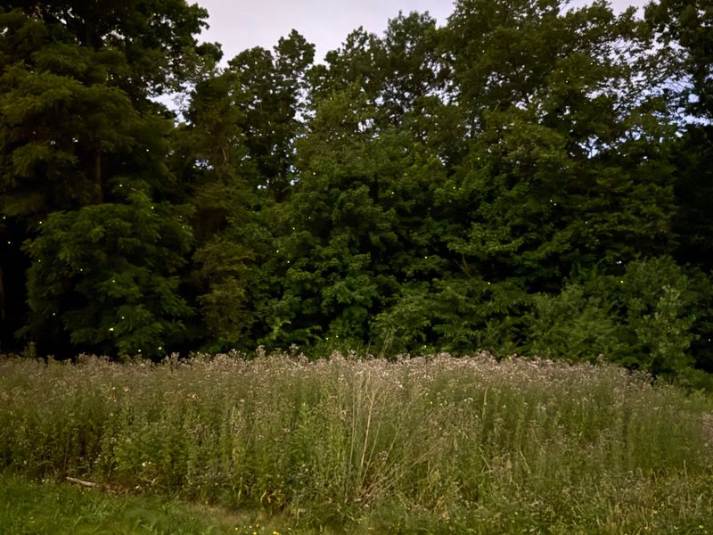 Let Grass Grow Taller In Select Parts Of The Yard