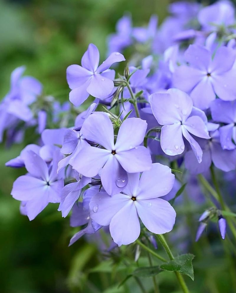 Let It Spread Gently Along Shady Garden Edges