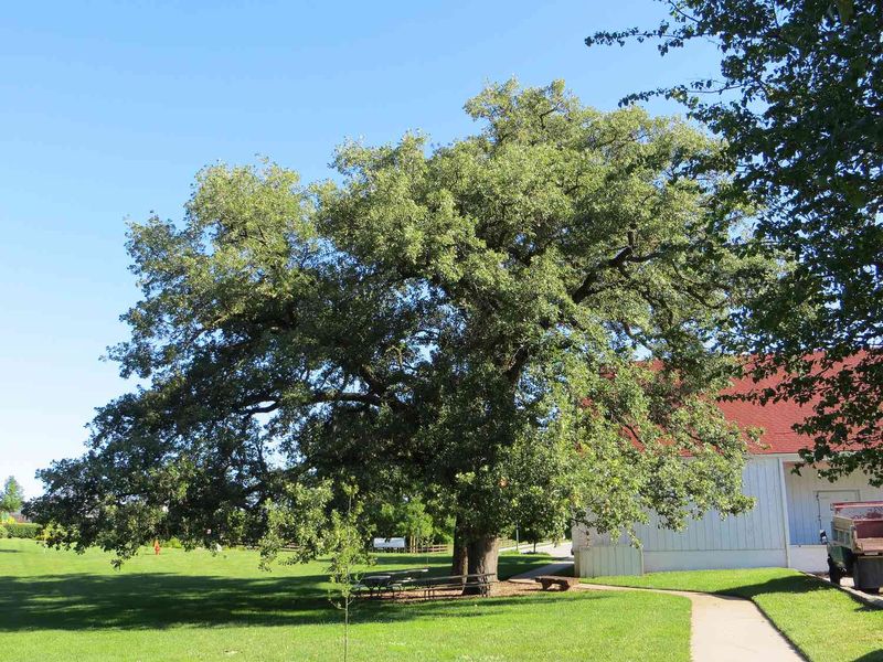 Let Its Drought Tolerance Help During July Heat