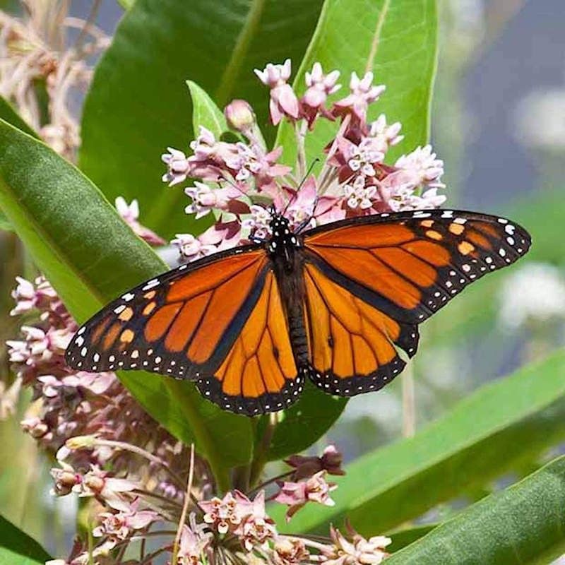 Let July Milkweed Carry The Next Monarch Generation Let July Milkweed Carry The Next Monarch Generation