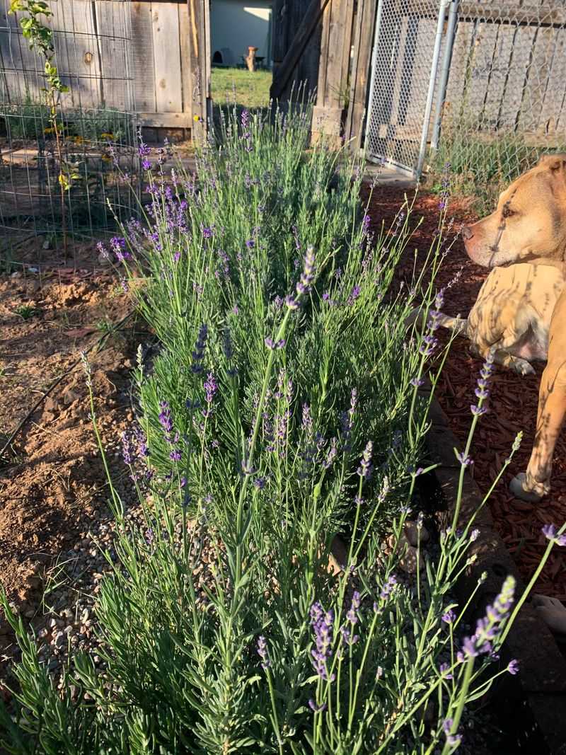 Let Lavender Draw Pollinators To The Bed