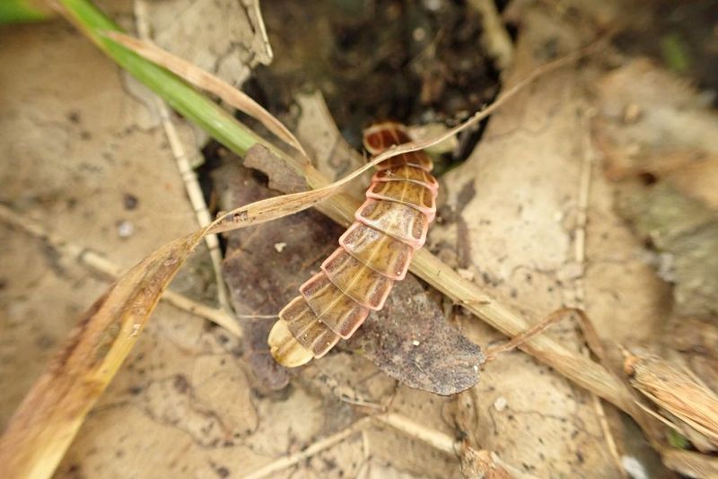 Let Leaf Litter Stay In Quiet Corners