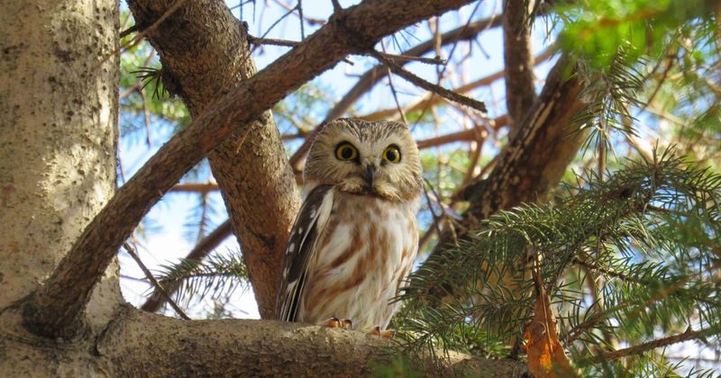 Let Leaf Litter Support The Prey Owls Follow