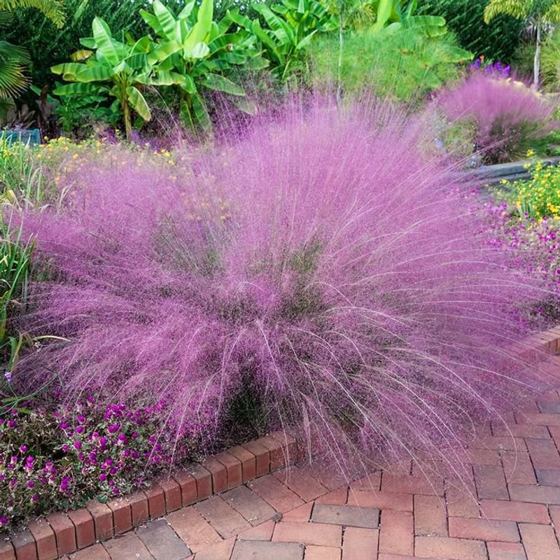 Let Muhly Grass Return With Airy Fall Color