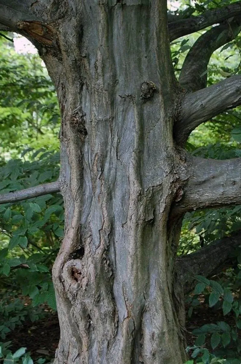 Let Musclewood Bark Add Interest After Leaves Drop Let Musclewood Bark Add Interest After Leaves Drop