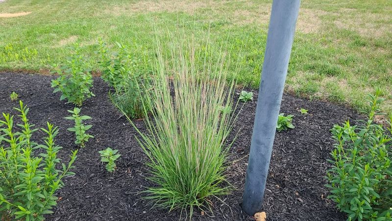 Let Native Grass Support More Than One Backyard Bird