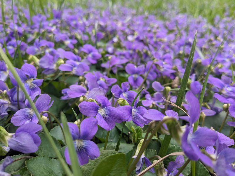 Let Native Violets Soften Bare Soil