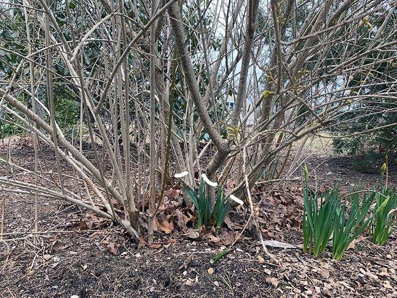 Let New Canes Replace The Oldest Wood