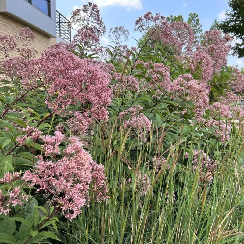 Let One Native Plant Anchor The Fall Border