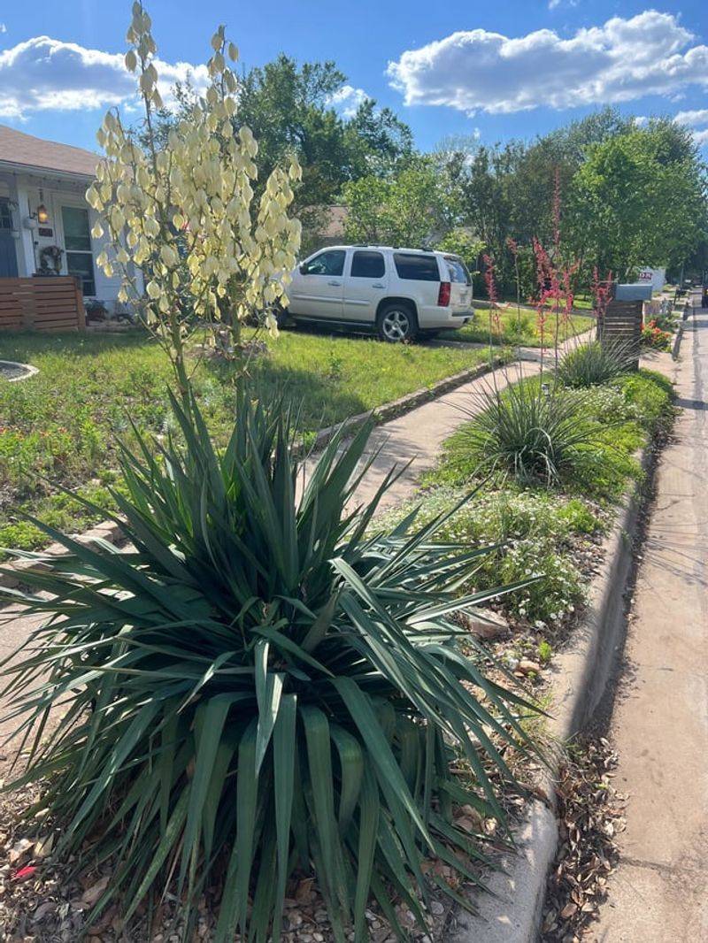 Let Plants Spill Onto Sidewalks Let Plants Spill Onto Sidewalks