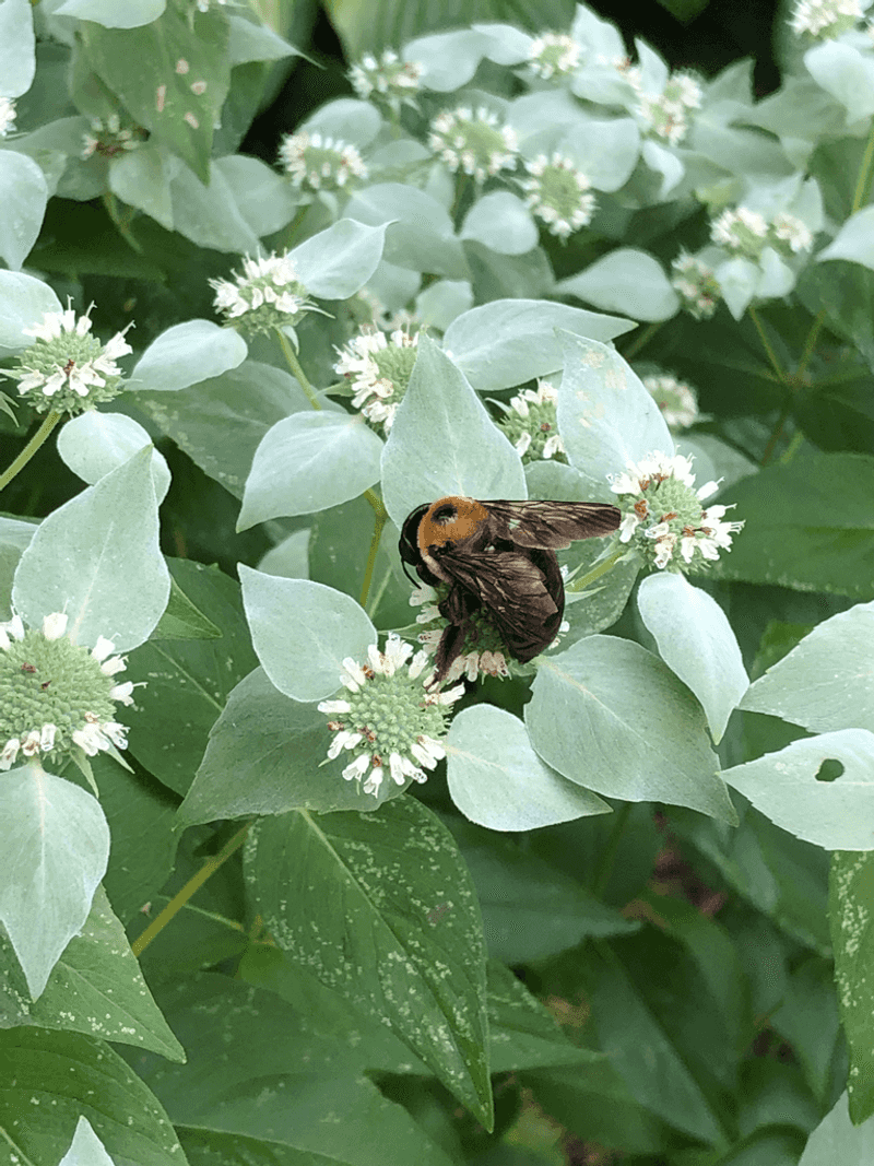 Let Pollinators Work The Flowers All Summer