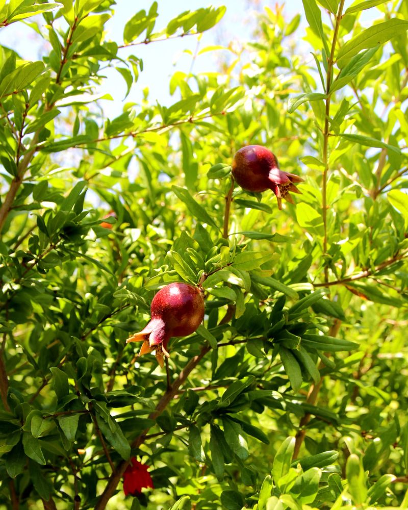 Let Pomegranates Thrive In Full Sun