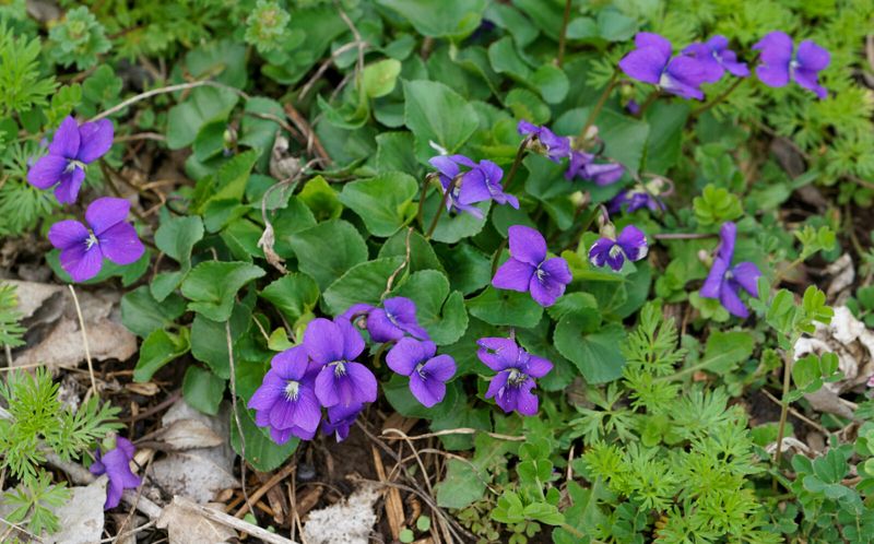 Let Small Patches Stay Where Grass Struggles