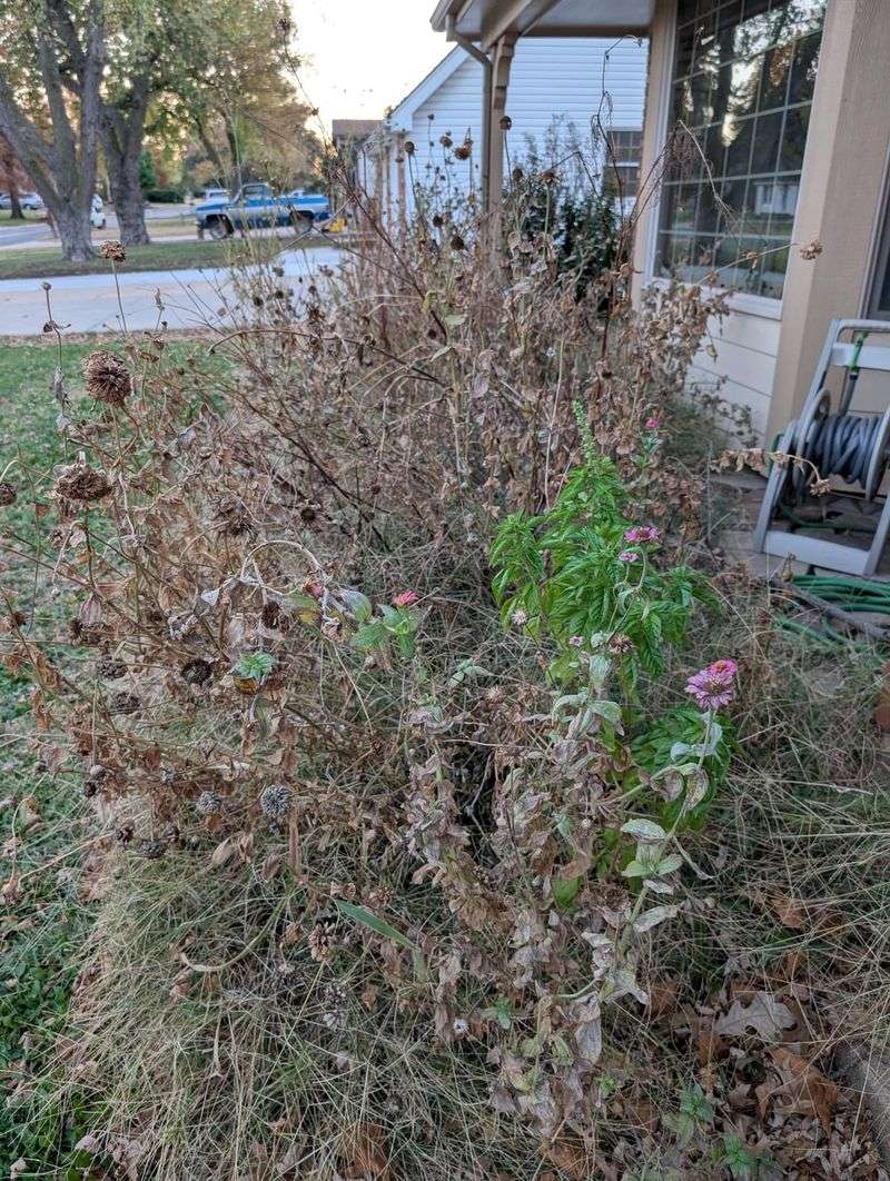 Let Spent Stalks Fill The Front View Let Spent Stalks Fill The Front View