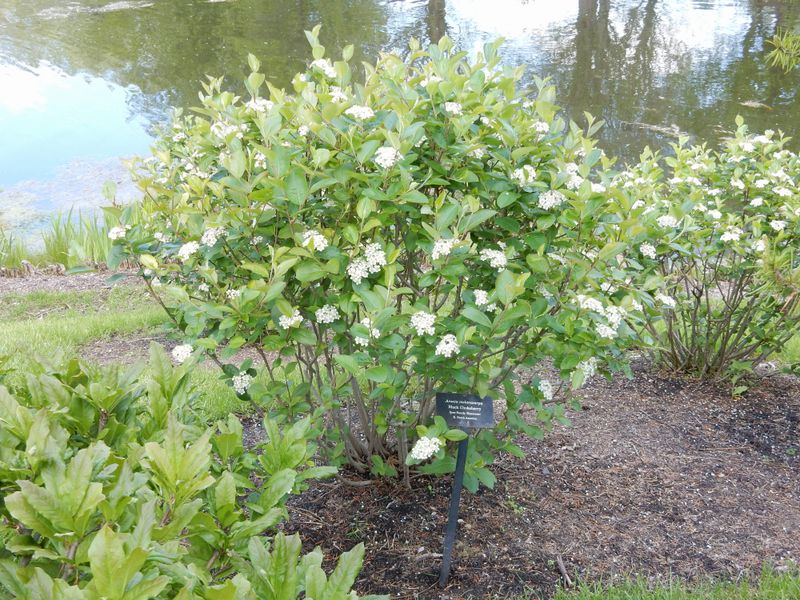 Let Spring Flowers Add More Than Fruit Value