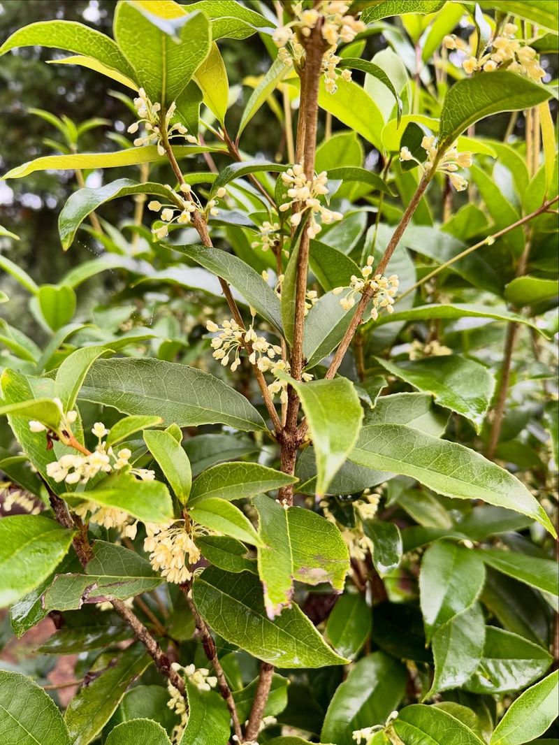 Let Tea Olive Mature Far From The Foundation