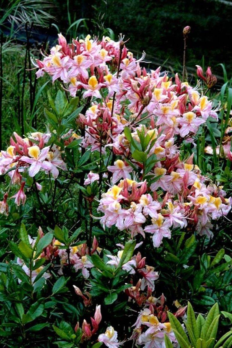 Let The Shrub Keep Its Natural Shape Let The Shrub Keep Its Natural Shape