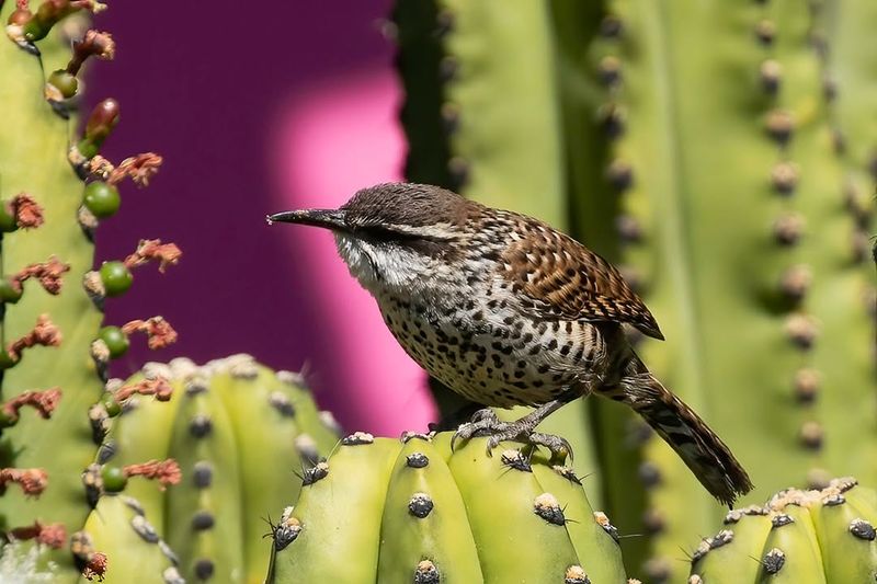 Let The Wren Finish Nesting Before Removing An Old Nest Let The Wren Finish Nesting Before Removing An Old Nest