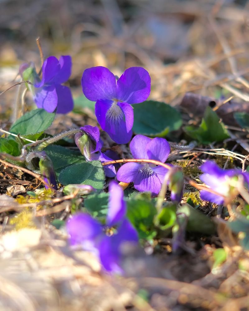 Let Violets Fill Bare Soil Without The Escape Risk