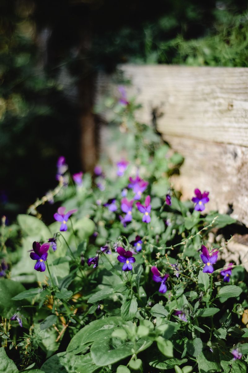 Let Wild Violets Spread Without Taking Over Your Entire Yard Let Wild Violets Spread Without Taking Over Your Entire Yard
