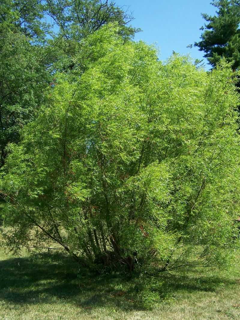 Let Willows Feed The Next Generation Of Luna Moths