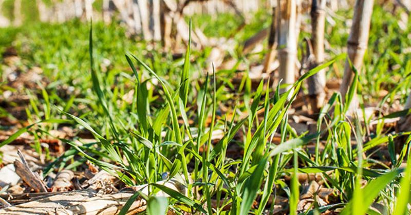 Let Winter Rye Add Organic Matter Before Planting Let Winter Rye Add Organic Matter Before Planting