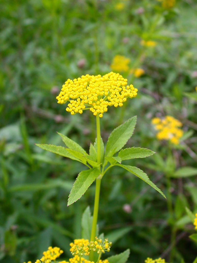 Let Yellow Flower Clusters Feed Early Pollinators