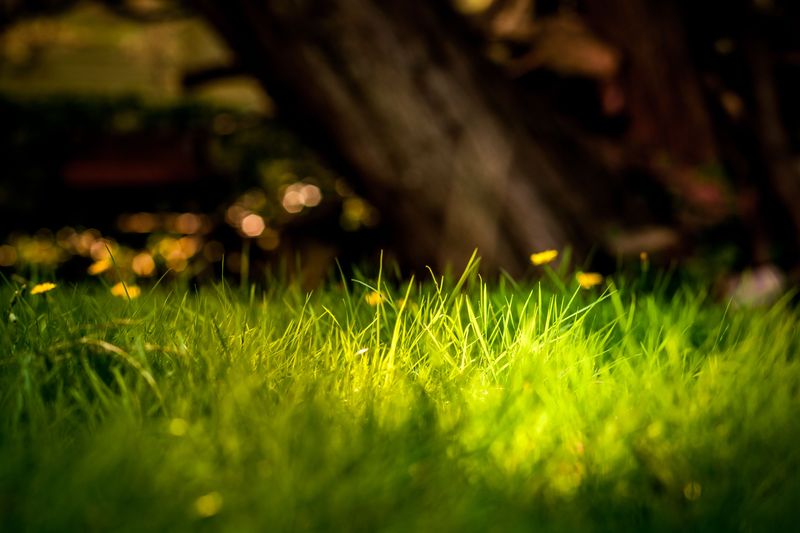 Let Your Lawn Grow A Little Longer Let Your Lawn Grow A Little Longer
