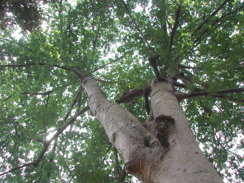 Letting Co-Dominant Trunks Grow Uncorrected