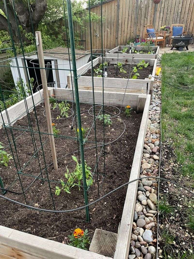 Letting Containers And Raised Beds Dry Out Too Long