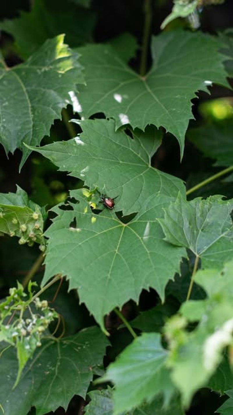 Letting Damaged Leaves Remain Covered With Beetles