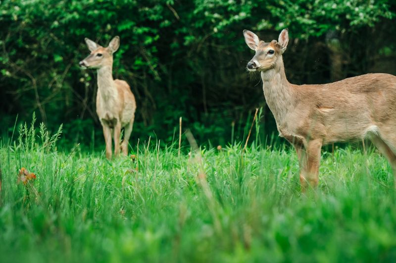 Letting Deer Pass Through Your Yard Unchecked Letting Deer Pass Through Your Yard Unchecked