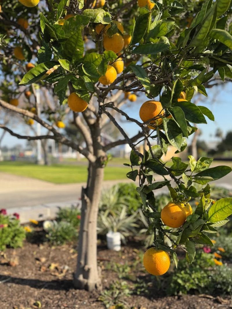 Letting Fallen Citrus Sit After Heavy Rain