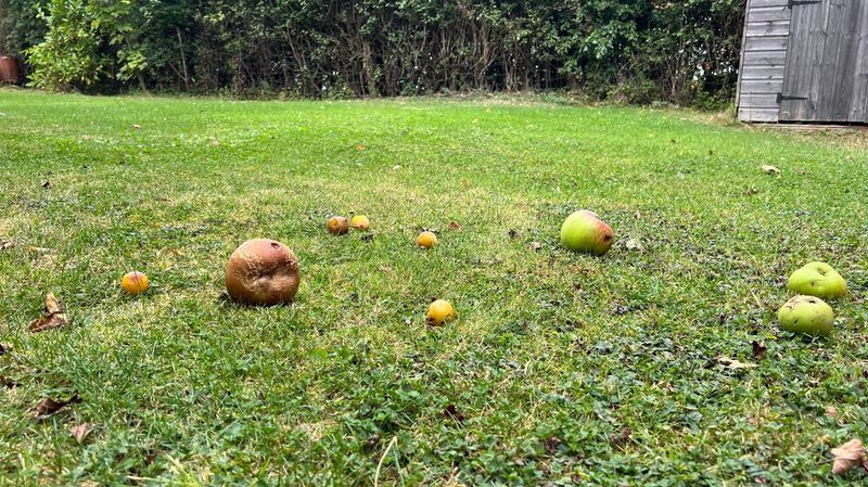 Letting Fallen Fruit Sit On The Lawn