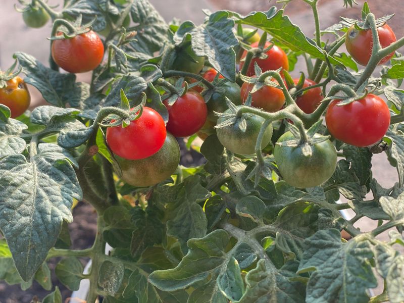 Letting Fully Ripe Tomatoes Hang Too Long Letting Fully Ripe Tomatoes Hang Too Long