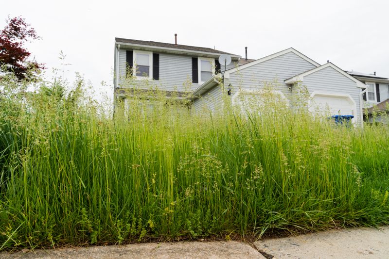Letting Grass And Shrubs Get Too Tall Or Dense Letting Grass And Shrubs Get Too Tall Or Dense