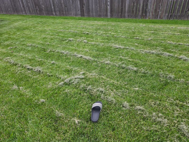 Letting Grass Clippings Pile Up Keeps The Yard Damp Letting Grass Clippings Pile Up Keeps The Yard Damp