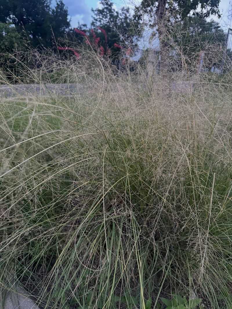 Letting Grass Grow Tall Along The Foundation
