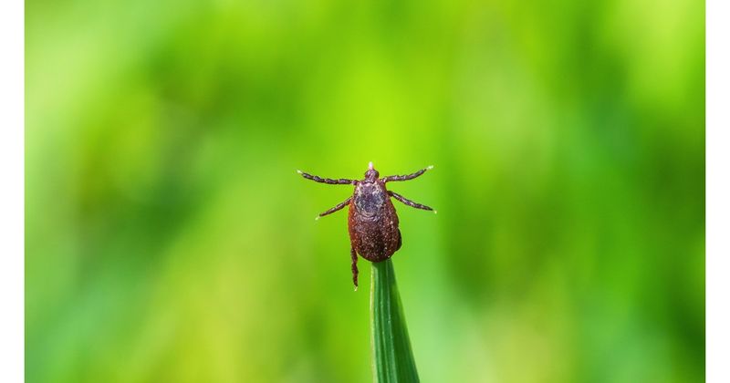 Letting Grass Grow Tall Gives Ohio Ticks The Perfect Launchpad