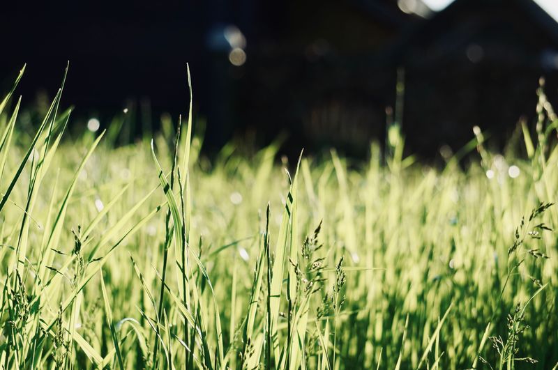 Letting Grass Grow Too Long