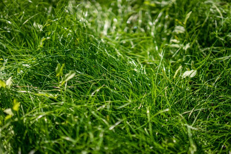 Letting Grass Grow Too Long Between Mows