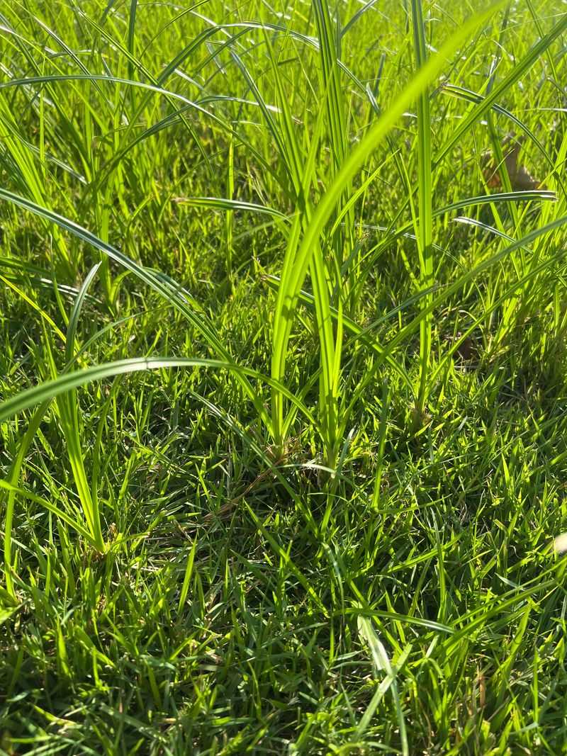 Letting Grass Grow Too Long