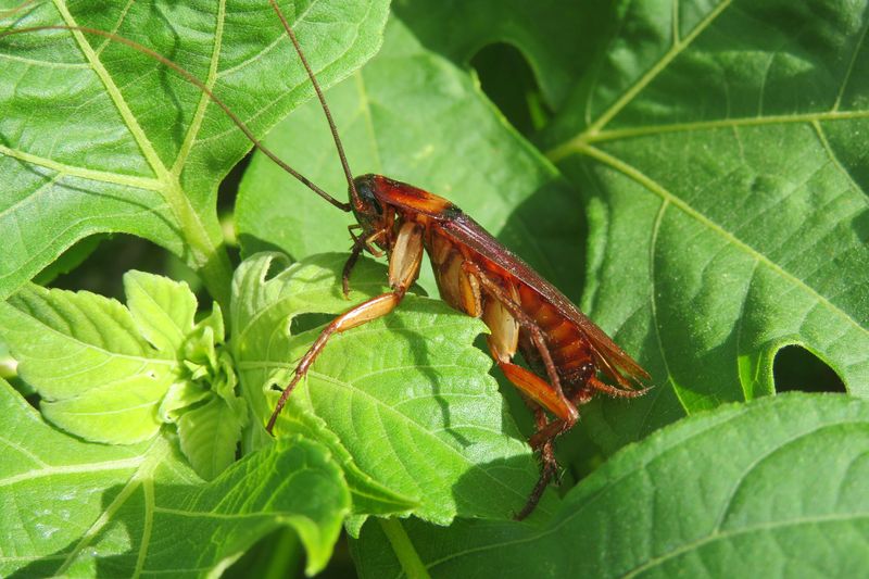 Letting Leaf Litter Build Up Gives Roaches Shelter