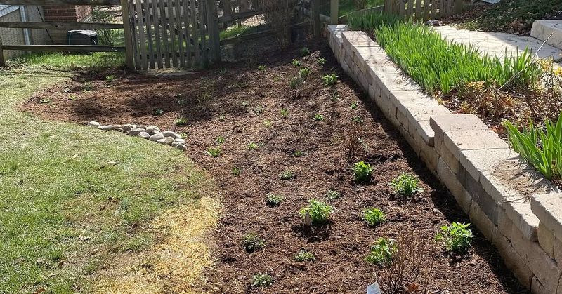 Letting Mulch Borders Stay Damp Against Woodland Edges Letting Mulch Borders Stay Damp Against Woodland Edges