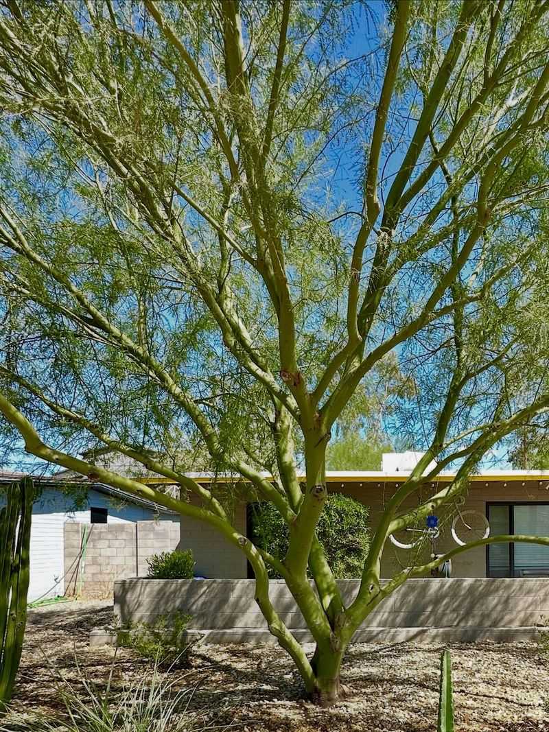 Letting Multiple Trunks Compete For Space