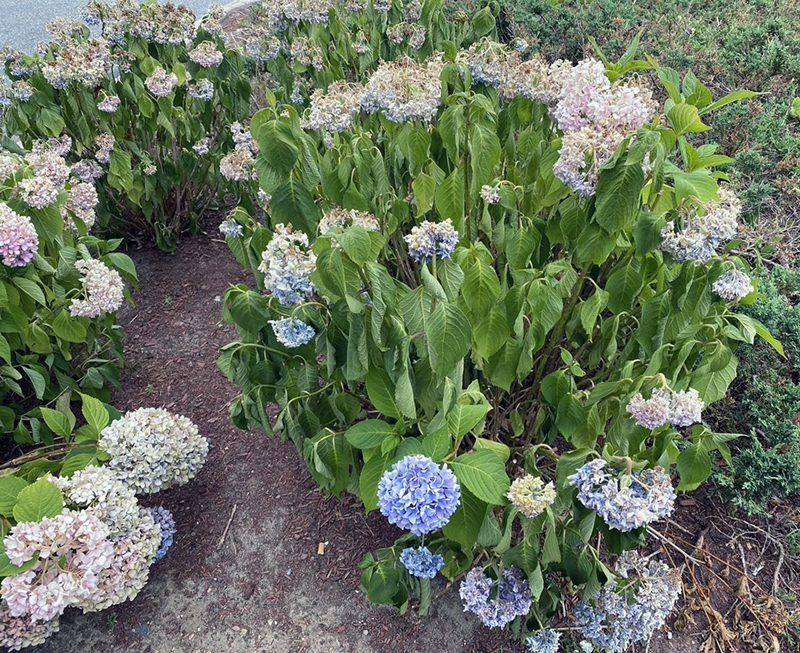 Letting New Plantings Dry Out Stresses Buds Before They Open