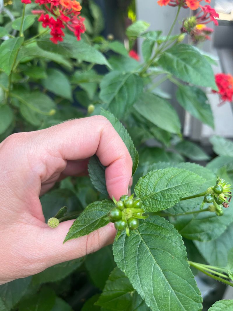 Letting Old Spent Blooms Turn Into Seed