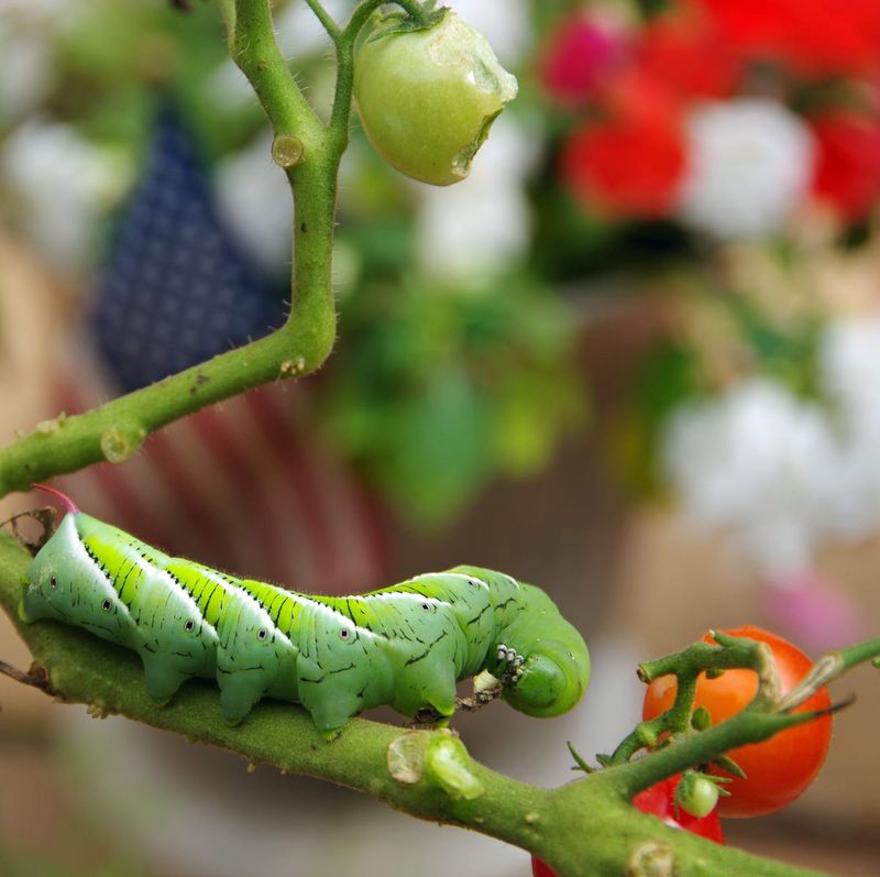 Letting Pests Or Diseases Go Unchecked Letting Pests Or Diseases Go Unchecked