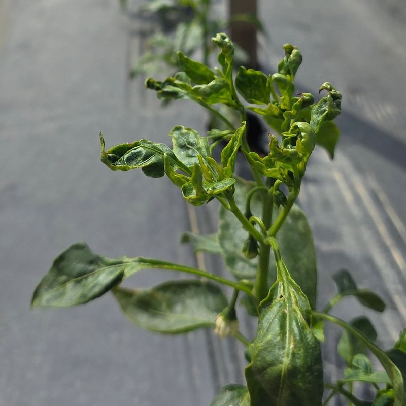 Letting Plants Dry Out During Flowering Letting Plants Dry Out During Flowering