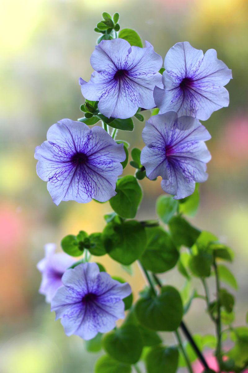 Letting Plants Get Leggy Without Cutting Back Letting Plants Get Leggy Without Cutting Back
